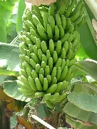 rcimo platano